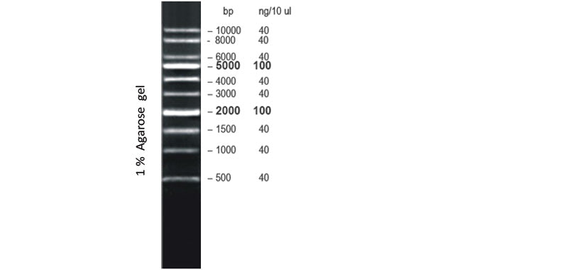 Xpert 1Kb DNA Marker – GenDEPOT