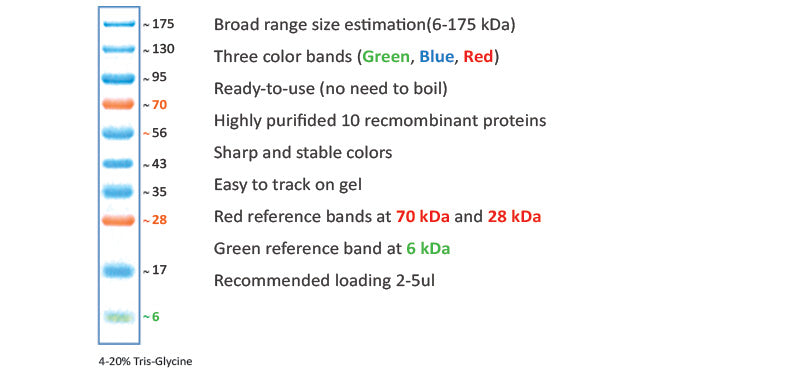 Prosi Prestained Protein Marker,Broad Range