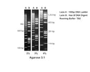 Agarose 3:1