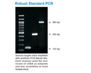 amfiSure PCR Master Mix(2X)