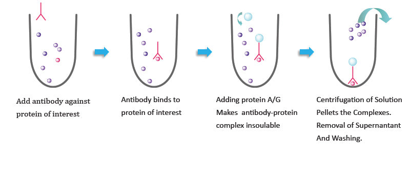 Puredown Protein A/G-Agarose, BSA Blocked