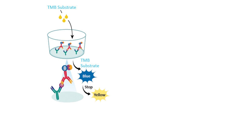 TMB Substrate Solution, High Sensitivity – GenDEPOT