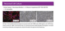 Neuron Supplement B27 (50X)