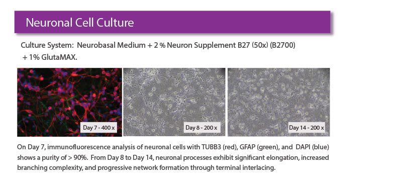 Neuron Supplement B27 (50X) – GenDEPOT