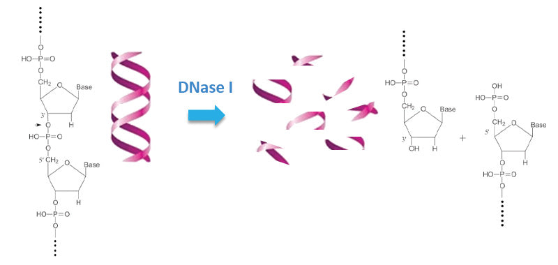 Deoxyribonuclease I (DNase I) , ≥ 1,250 Kunits/mg