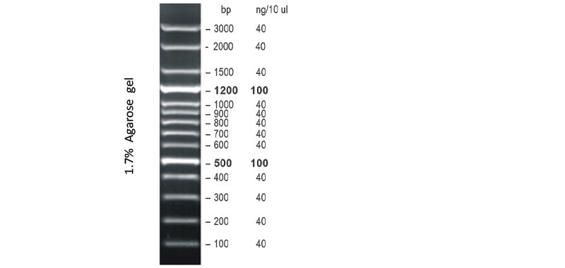 Xpert 100bp DNA Marker Plus Hi