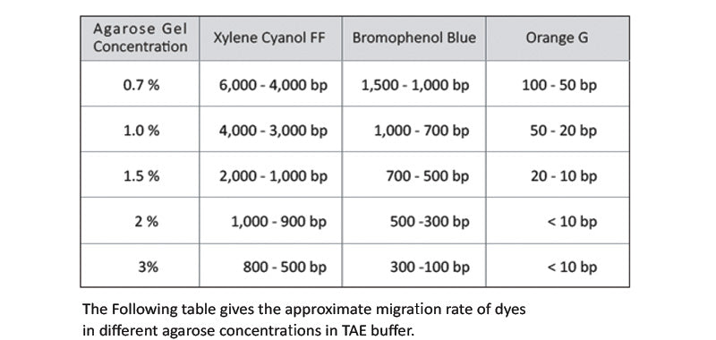 Xpert 100bp DNA Marker Plus Hi