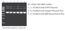 PURY Plasmid Midi Kit