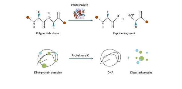 Proteinase K, 800 Units/ml
