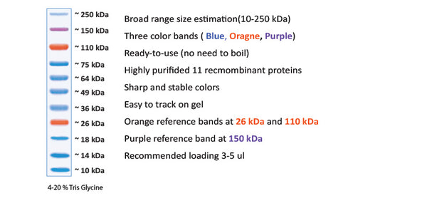 Xpert Plus Prestained Protein Marker