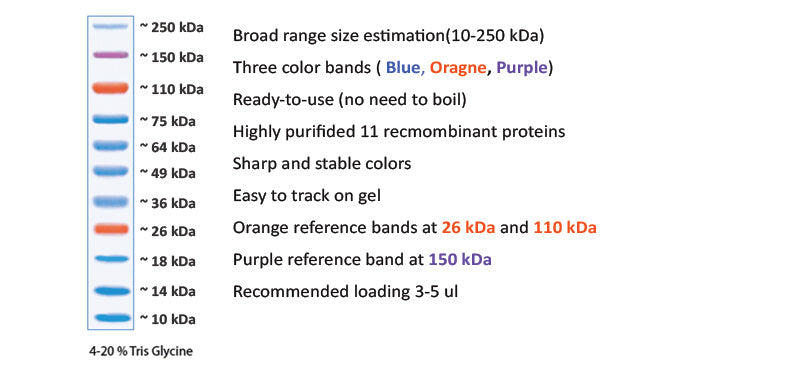 Xpert Plus Prestained Protein Marker