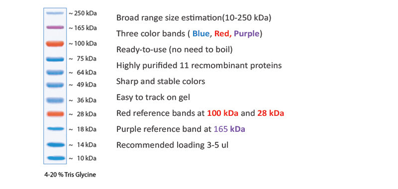 Xpert Plus Prestained Protein Marker