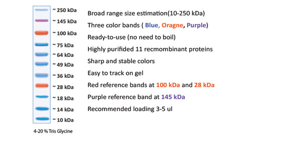 Xpert Plus Prestained Protein Marker