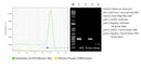 FastGreen Q-PCR Master Mix (2X), No Rox