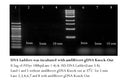 gRazor, Genomic DNA Removal Enzyme Mix(5X)