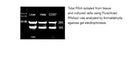 PureXtract RNAsol RNA Isoltaion Solution