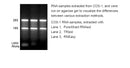 PureXtract RNAsol RNA Isoltaion Solution