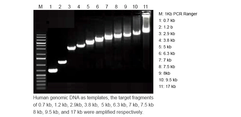 Pfu DNA Polymerase Ultra Pure, 5 units/ul