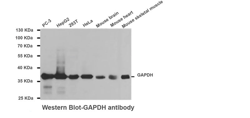 GAPDH Loading Control Antibody