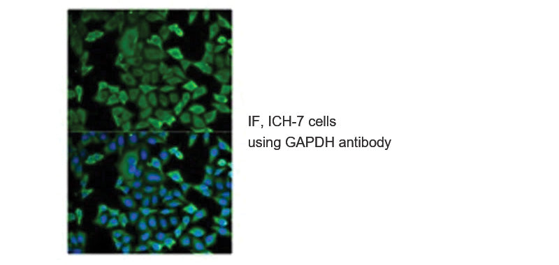 GAPDH Loading Control Antibody