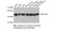 Beta-Actin Loading Control