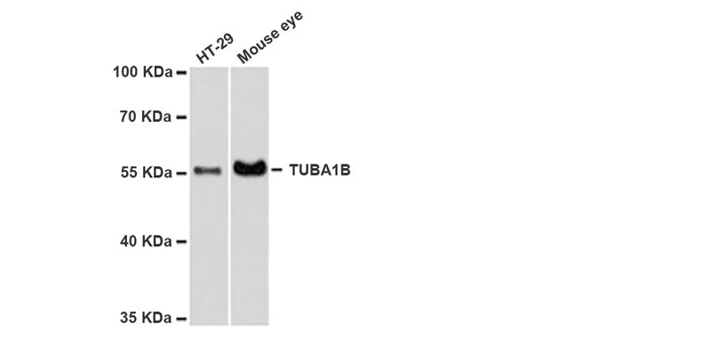 alpha-Tubulin Loading Control Antibody