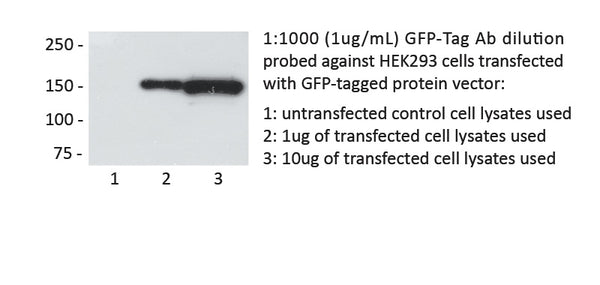 GFP-Tag Mouse Monoclonal Antibody, 1mg/ml