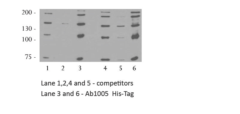 His-Tag Mouse Monoclonal Antibody, 1mg/ml