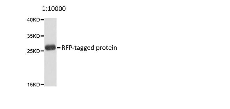 RFP-Tag Mouse Monoclonal Antibody