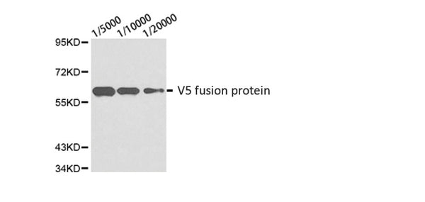 V5-Tag Mouse Monoclonal Antibody