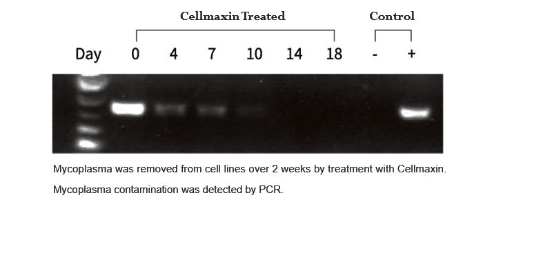 Cellmaxin Plus, Anti-Mycoplasma