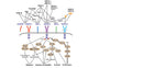 Vascular Endothelial Growth Factor, Human Recombinant, CHO,