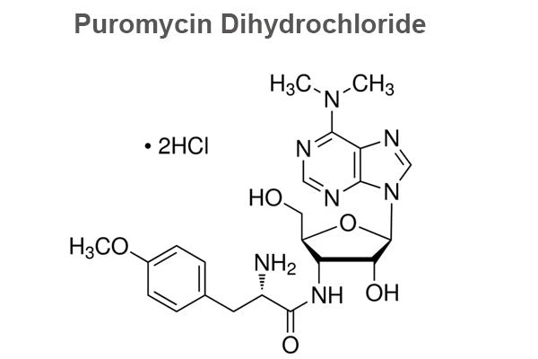 Puromycin Dihydrochloride, 98%>