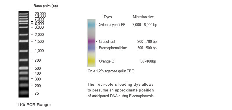 1kb PCR Ranger DNA Marker, 75bp-To-20kb