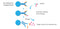 Anti-DDK(FLAG) Agarose Bead Bead Conjugated