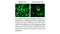 iMFectin Poly DNA Transfection Reagent