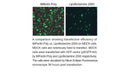 iMFectin Poly DNA Transfection Reagent