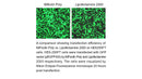 iMFectin Poly DNA Transfection Reagent