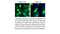 iMFectin Poly DNA Transfection Reagent