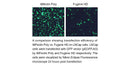 iMFectin Poly DNA Transfection Reagent