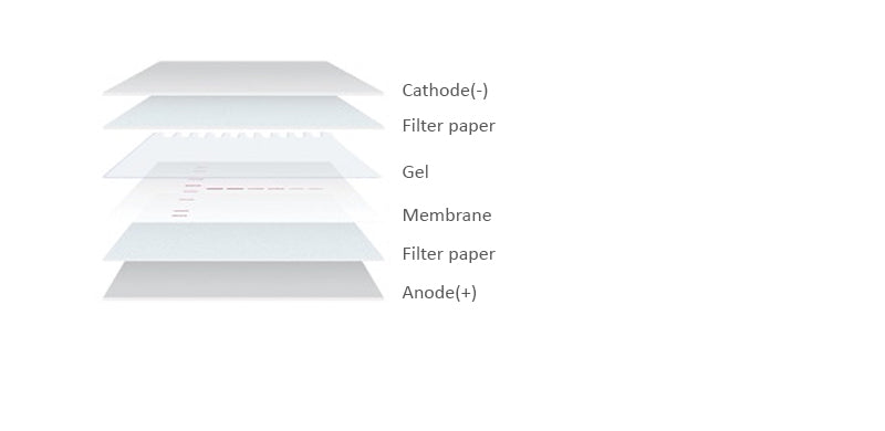 WestPure PVDF Membrane, 0.45 um