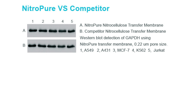 NitroPure Nitrocellulose Transfer Membrane, 0.22 um