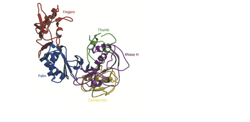 Mlv Reverse Transcriptase M-MLV Reverse Transcriptase – GenDEPOT