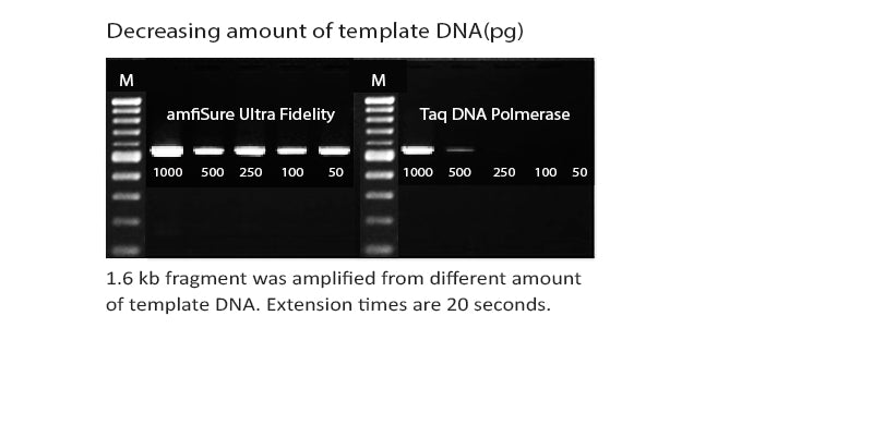amfiSure Ultra Fidelity PCR Master Mix (2X)