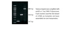 amfiEco Taq DNA Polymerase