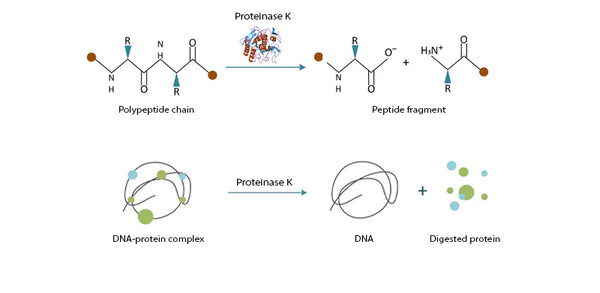 Proteinase K, 20mg/ml