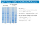 Xpert Protease Inhibitor Cocktail Solution (100X)