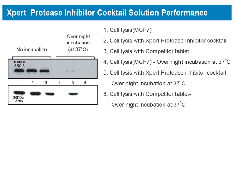 Xpert Protease Inhibitor Cocktail Solution (100X)