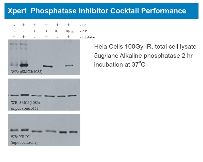 Xpert Phosphatase Inhibitor Cocktail Solution(100X)
