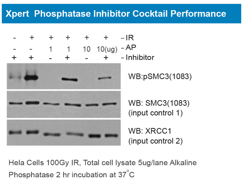 Xpert Phosphatase Inhibitor Cocktail Solution(100X)